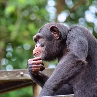 close up shot of a chimpanzee