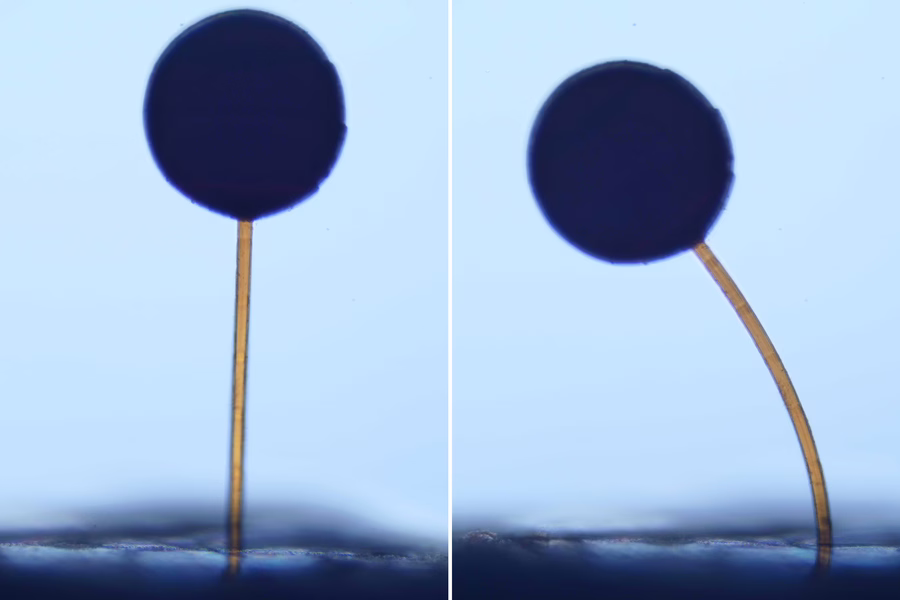 3D打印磁性水凝胶微结构